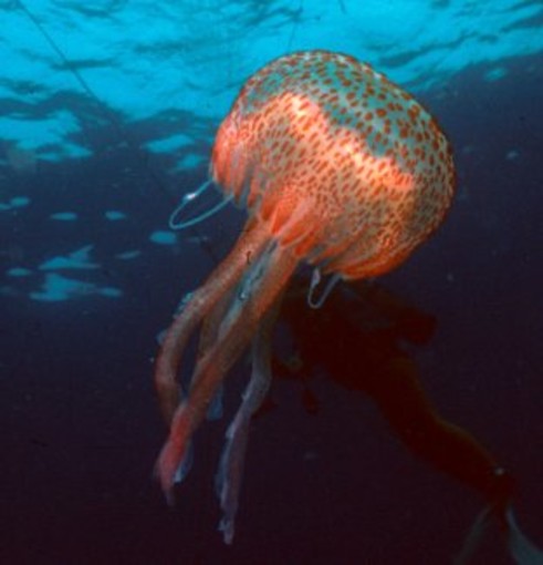 Una medusa pelagica nocticula